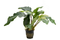 Kaffeeblättriges Speerblatt, Anubias coffeefolia, im Topf