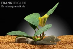 Kaffeeblättriges Speerblatt, Anubias coffeefolia, im Topf