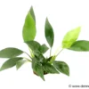 Kahles Speerblatt, Anubias barteri var. glabra, im Topf