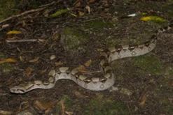 Kaiserboa, Boa c. imperator