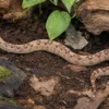 Kaiserboa „möglicherweise Aztec“, Boa c. imperator