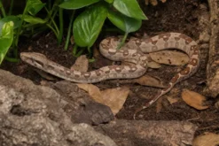 Kaiserboa „möglicherweise Aztec“, Boa c. imperator