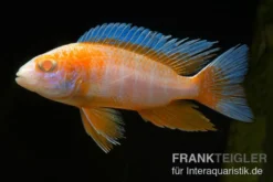 Kaiserbuntbarsch albino eureka, Aulonocara eureka albino, 7-9 cm DNZ