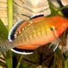 Kaisergrundel, Hypseleotris compressa, 4-5 cm