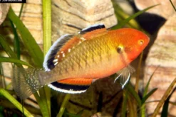Kaisergrundel, Hypseleotris compressa, 4-5 cm