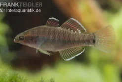 Kaisergrundel, Hypseleotris compressa, 4-5 cm