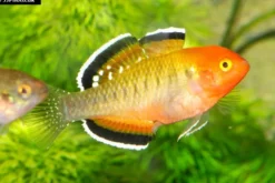 Kaisergrundel, Hypseleotris compressa, 4-5 cm