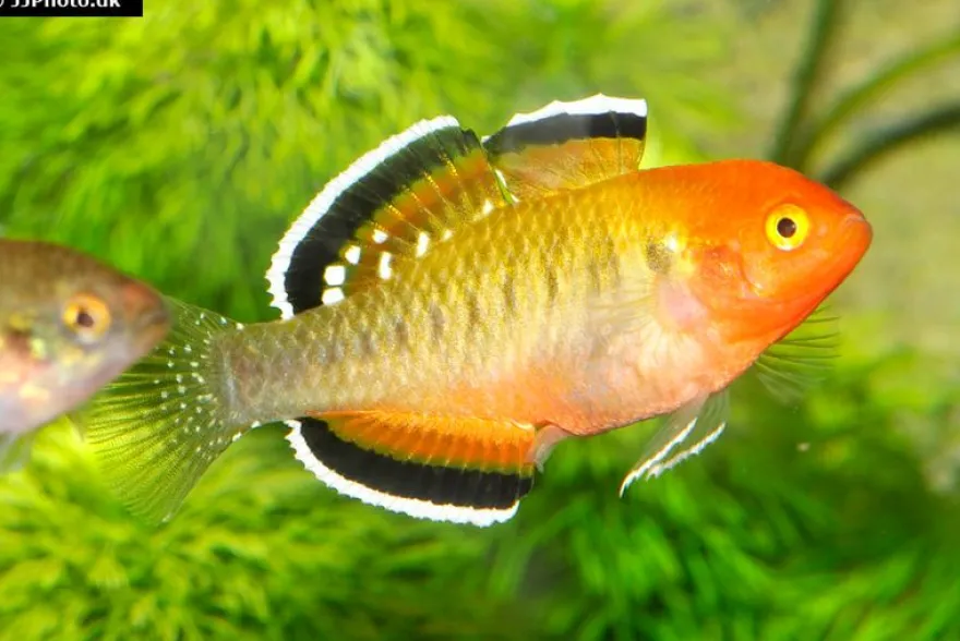Kaisergrundel, Hypseleotris compressa, 4-5 cm