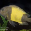 Kaiser-Ikola Tropheus, Tropheus moorii "Kaiser Ikola", DNZ