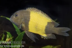 Kaiser-Ikola Tropheus, Tropheus moorii "Kaiser Ikola", DNZ
