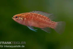 Kajal-Zwergblaubarsch, Dario kajal (paarweise)