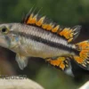 Kakaduzwergbuntbarsch doppelrot, Apistogramma cacatuoides, paarweise M