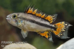 Kakaduzwergbuntbarsch doppelrot, Apistogramma cacatuoides, paarweise M