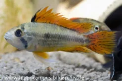 Kakaduzwergbuntbarsch doppelrot, Apistogramma cacatuoides, paarweise M