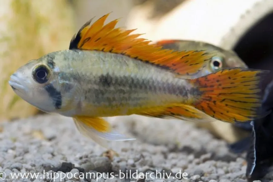 Kakaduzwergbuntbarsch doppelrot, Apistogramma cacatuoides, paarweise M