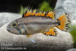 Kakaduzwergbuntbarsch doppelrot, Apistogramma cacatuoides, paarweise M