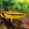 Kakaduzwergbuntbarsch rot, Apistogramma cacatuoides red M