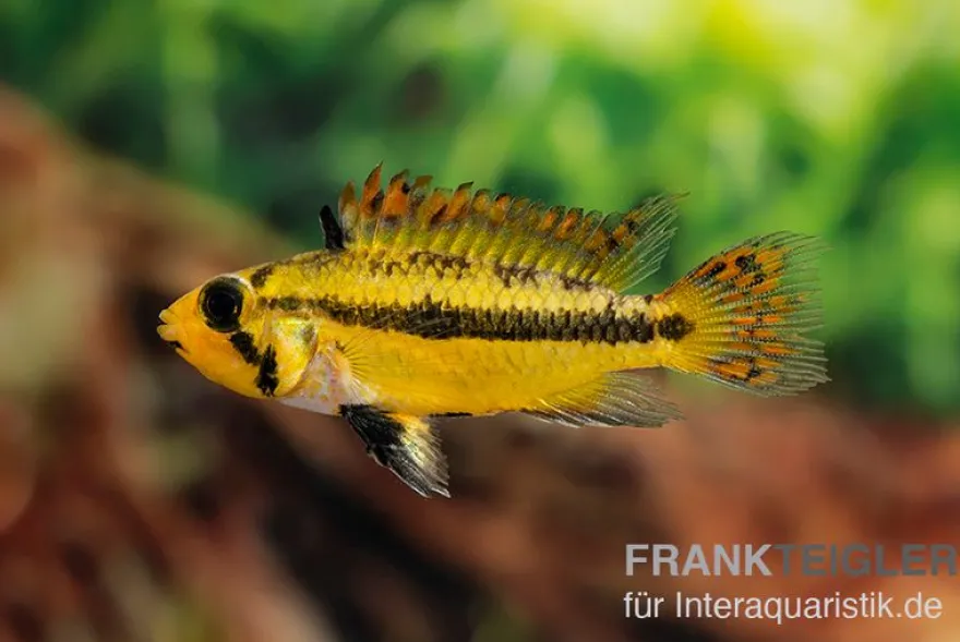 Kakaduzwergbuntbarsch rot, Apistogramma cacatuoides red M