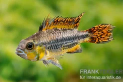 Kakaduzwergbuntbarsch rot, Apistogramma cacatuoides red M