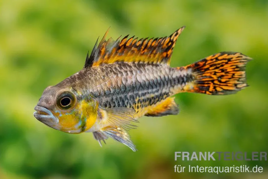 Kakaduzwergbuntbarsch rot, Apistogramma cacatuoides red M