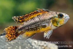 Kakaduzwergbuntbarsch rot, Apistogramma cacatuoides red M