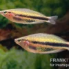 Kaladiri-Regenbogenfisch, Melanotaenia sp. Kaladiri