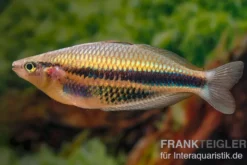 Kaladiri-Regenbogenfisch, Melanotaenia sp. Kaladiri