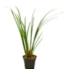 Kalmus, Acorus gramineus (Terrarienpflanze)
