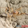 Kamelspinne, Galeodes sp.