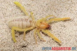 Kamelspinne, Galeodes sp.