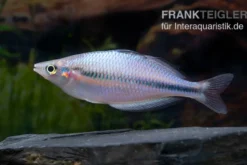 Kameng-River-Regenbogenfisch, Melanotaenia sp. "Kameng River"