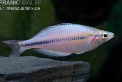 Kameng-River-Regenbogenfisch, Melanotaenia sp. "Kameng River"
