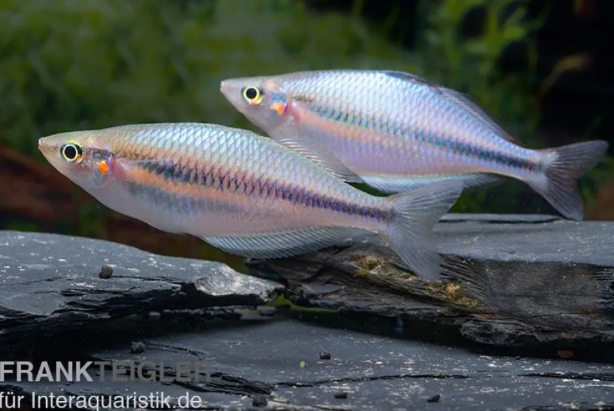 Kameng-River-Regenbogenfisch, Melanotaenia sp. "Kameng River"