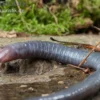 Kamerun Erdwühle, Geotrypetes seraphini