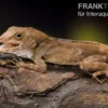 Kammanolis, Anolis cristatellus