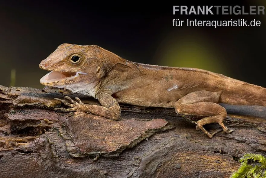 Kammanolis, Anolis cristatellus