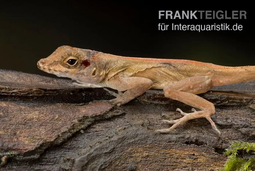 Kammanolis, Anolis cristatellus