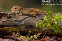 Kammanolis, Anolis cristatellus
