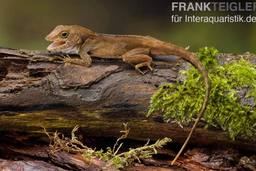 Kammanolis, Anolis cristatellus
