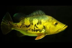 Kammbuntbarsch, Cichla monoculus, 6-8 cm NZ