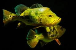 Kammbuntbarsch, Cichla monoculus, 6-8 cm NZ