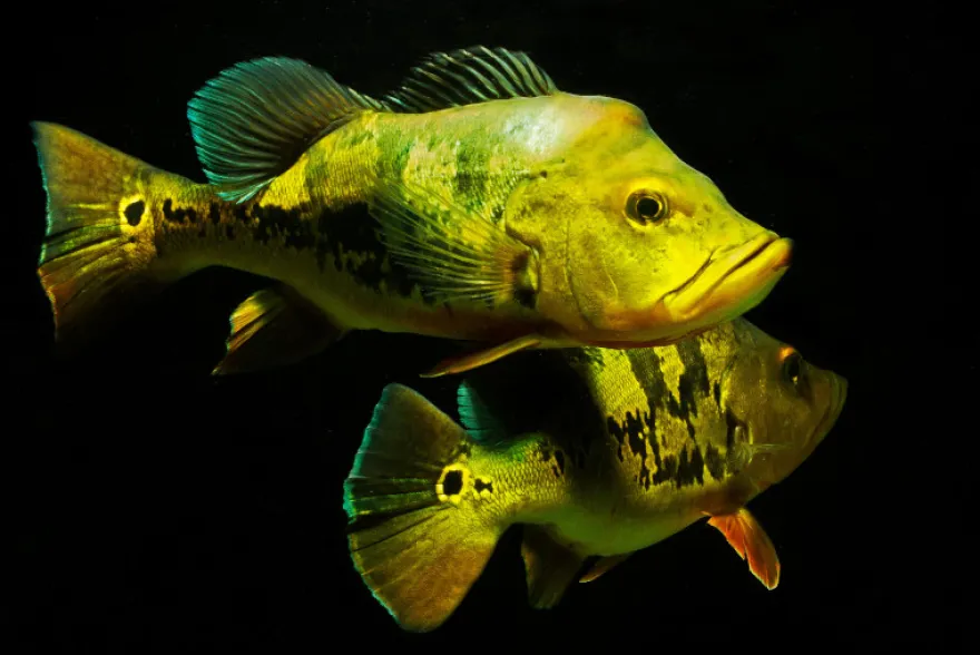 Kammbuntbarsch, Cichla monoculus, 6-8 cm NZ