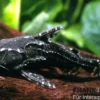 Kammdornwels, Agamyxis pectinifrons