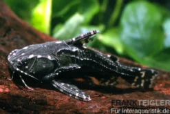 Kammdornwels, Agamyxis pectinifrons