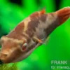 Kammkugelfisch, Carinotetraodon irrubesco (Rotschwanzkugelfisch)