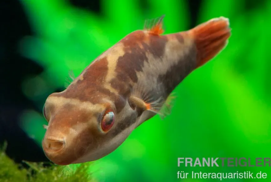 Kammkugelfisch, Carinotetraodon irrubesco (Rotschwanzkugelfisch)