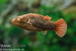 Kammkugelfisch, Carinotetraodon irrubesco (Rotschwanzkugelfisch)