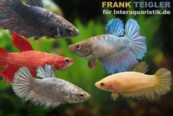 Kampffisch-Weibchen Farbmix, Betta splendens