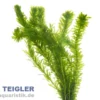 Kanadische Wasserpest, Elodea canadensis, Topf