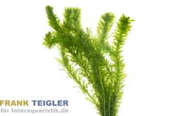 Kanadische Wasserpest, Elodea canadensis, Topf